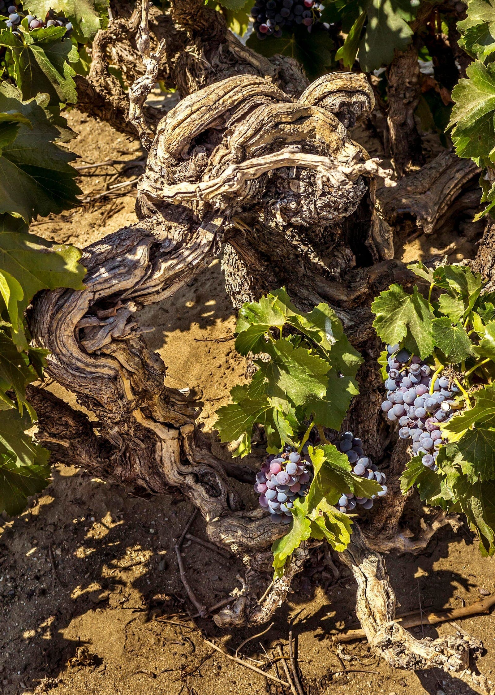 A gnarled head-trained Alicante Bouschet grapevine planted in the late 1890s at the Galleano-Cantu Ranch